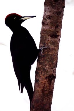 Nopporo Orman Parkı 'ndaki sevimli siyah ağaçkakan.