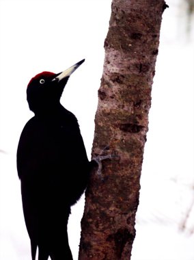 Nopporo Orman Parkı 'ndaki sevimli siyah ağaçkakan.