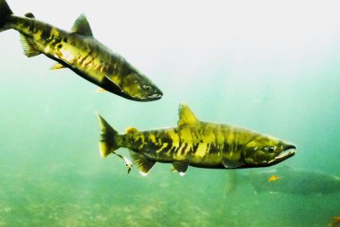 Sonbaharda Chitose Nehri 'nin yukarısında somon balığı yüzüyor.