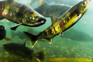 Sonbaharda Chitose Nehri 'nin yukarısında somon balığı yüzüyor.