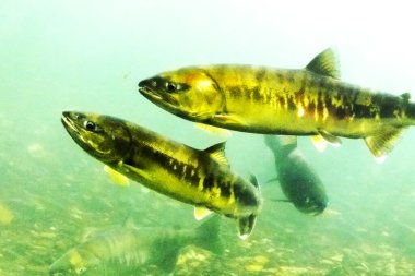 Sonbaharda Chitose Nehri 'nin yukarısında somon balığı yüzüyor.