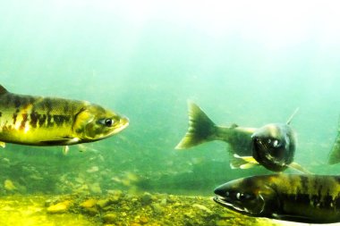Sonbaharda Chitose Nehri 'nin yukarısında somon balığı yüzüyor.