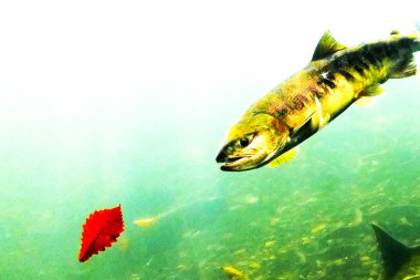 Sonbaharda Chitose Nehri 'nin yukarısında somon balığı yüzüyor.