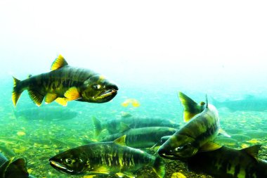 Sonbaharda Chitose Nehri 'nin yukarısında somon balığı yüzüyor.