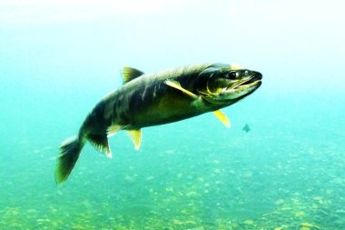 Sonbaharda Chitose Nehri 'nin yukarısında somon balığı yüzüyor.