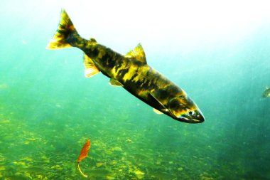 Sonbaharda Chitose Nehri 'nin yukarısında somon balığı yüzüyor.