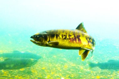 Sonbaharda Chitose Nehri 'nin yukarısında somon balığı yüzüyor.