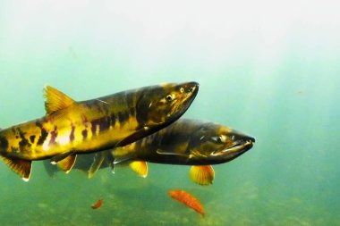 Sonbaharda Chitose Nehri 'nin yukarısında somon balığı yüzüyor.