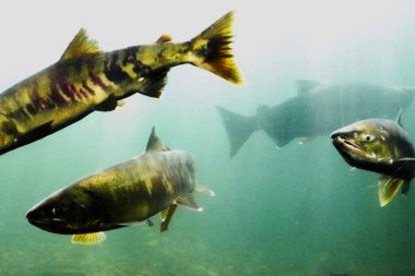 Sonbaharda Chitose Nehri 'nin yukarısında somon balığı yüzüyor.