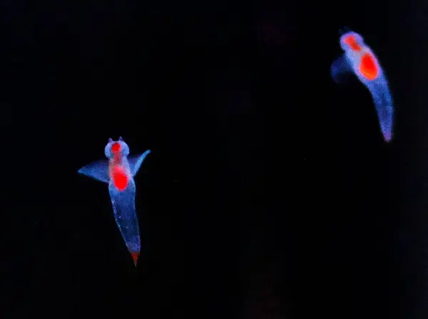 Shiretoko Dünya Mirası Alanı: İklim Perisi