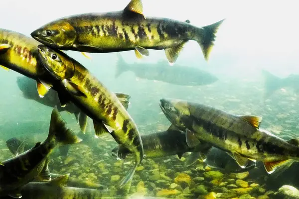 Sonbaharda Chitose Nehri 'nin yukarısında somon balığı yüzüyor.