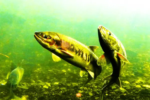 Sonbaharda Chitose Nehri 'nin yukarısında somon balığı yüzüyor.