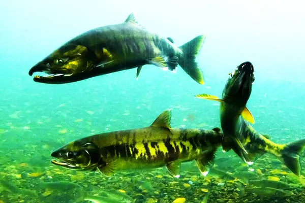 Sonbaharda Chitose Nehri 'nin yukarısında somon balığı yüzüyor.