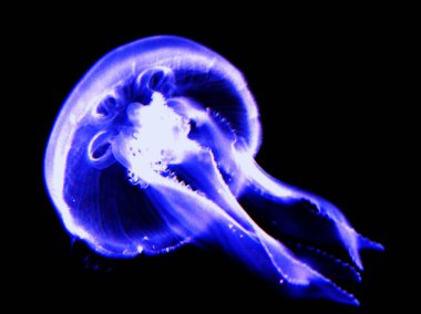 Gizemli bir yüzen denizanası