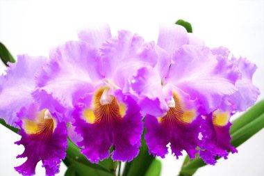 Dünyanın dört bir yanından güzel çiçek açan orkideler.