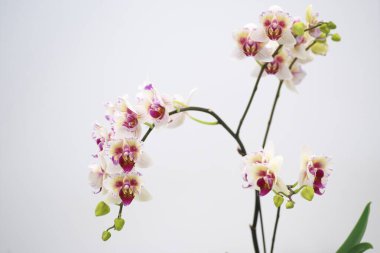 Dünyanın dört bir yanından güzel çiçek açan orkideler.