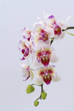 Dünyanın dört bir yanından güzel çiçek açan orkideler.