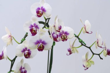 Dünyanın dört bir yanından güzel çiçek açan orkideler.