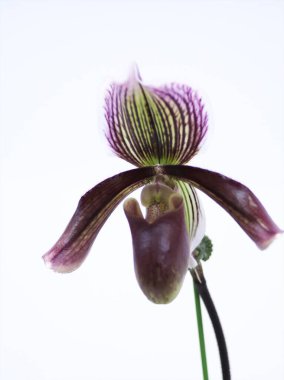 Dünyanın dört bir yanından güzel çiçek açan orkideler.