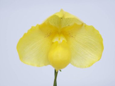 Dünyanın dört bir yanından güzel çiçek açan orkideler.