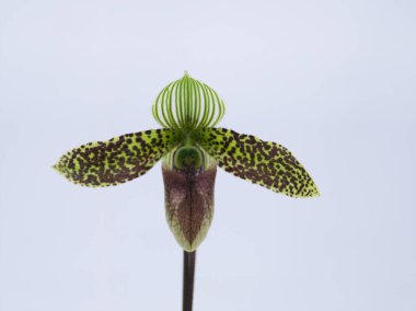 Dünyanın dört bir yanından güzel çiçek açan orkideler.