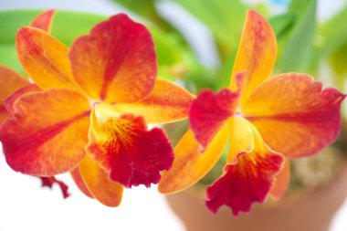 Dünyanın dört bir yanından güzel çiçek açan orkideler.