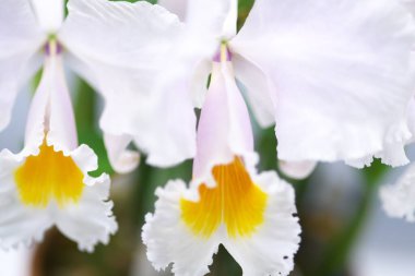 Dünyanın dört bir yanından güzel çiçek açan orkideler.