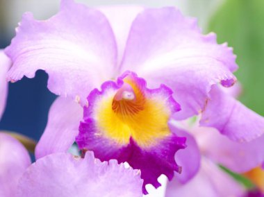 Dünyanın dört bir yanından güzel çiçek açan orkideler.