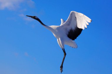 Kushiro bataklıklarında kırmızı taçlı turnaların güzel dansı.