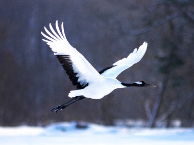 Kushiro bataklıklarında kırmızı taçlı turnaların güzel dansı.