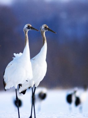 Kushiro bataklıklarında kırmızı taçlı turnaların güzel dansı.