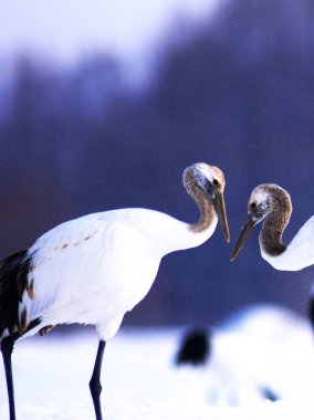 Kushiro bataklıklarında kırmızı taçlı turnaların güzel dansı.