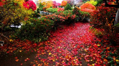 Hiraoka Ağaç Kültürü Merkezi 'ndeki Nomura akçaağacı.