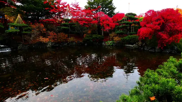 Hiraoka Ağaç Kültürü Merkezi 'ndeki Nomura akçaağacı.