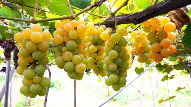 Lezzetli üzüm toplama mevsimi.!