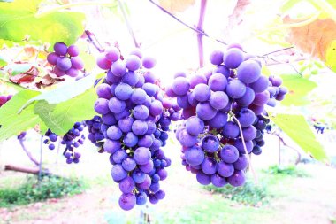 Lezzetli üzüm toplama mevsimi.!