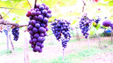 Lezzetli üzüm toplama mevsimi.!