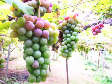 Lezzetli üzüm toplama mevsimi.!