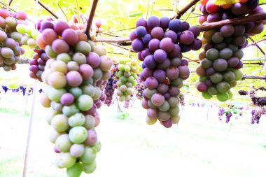 Lezzetli üzüm toplama mevsimi.!