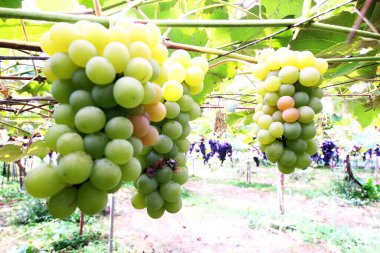 Lezzetli üzüm toplama mevsimi.!