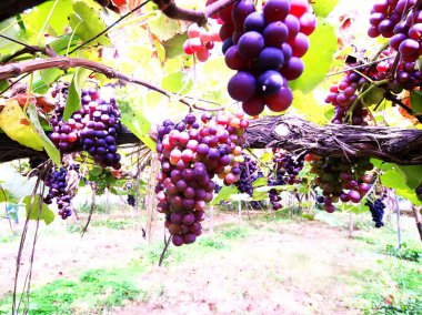 Lezzetli üzüm toplama mevsimi.!