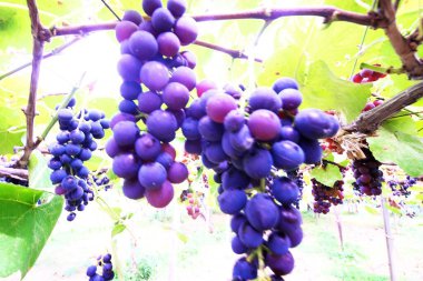 Lezzetli üzüm toplama mevsimi.!