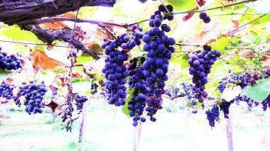 Lezzetli üzüm toplama mevsimi.!