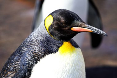 Denizci Parkı 'nda yürüyüş yapan sevimli penguenler.