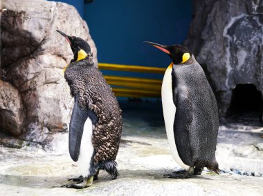 Denizci Parkı 'nda yürüyüş yapan sevimli penguenler.