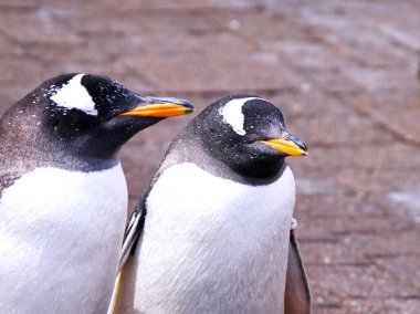 Denizci Parkı 'nda yürüyüş yapan sevimli penguenler.