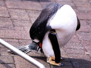 Denizci Parkı 'nda yürüyüş yapan sevimli penguenler.