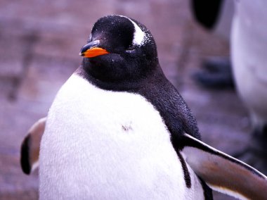 Denizci Parkı 'nda yürüyüş yapan sevimli penguenler.