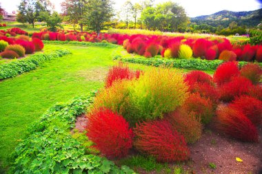 Sonbaharda Yuni Garden 'da Kochia.