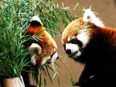 Sapporo Maruyama Hayvanat Bahçesi 'ndeki popüler kırmızı panda.